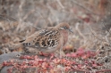 003 Galapagos dove 03